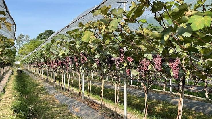 Nho Hạ đen trong nhà lưới Sơn Động – Trải nghiệm ngọt ngào của nông nghiệp công nghệ cao ảnh 3
