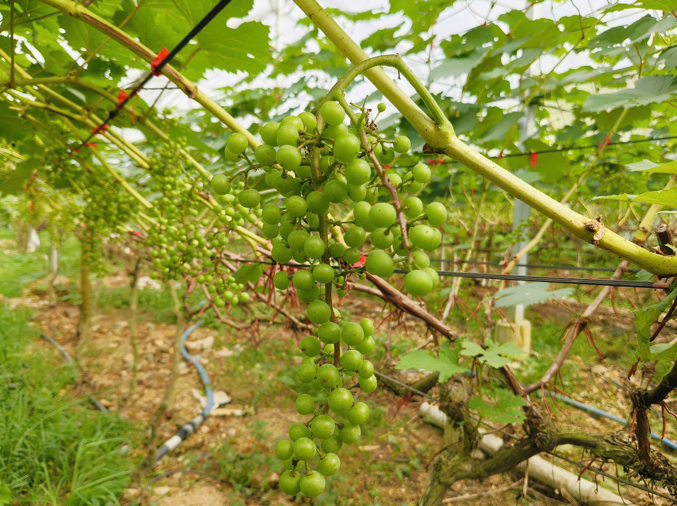 Nho Hạ đen trong nhà lưới Sơn Động – Trải nghiệm ngọt ngào của nông nghiệp công nghệ cao ảnh 4
