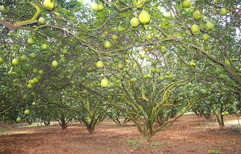 Bưởi da xanh Đồng Cao